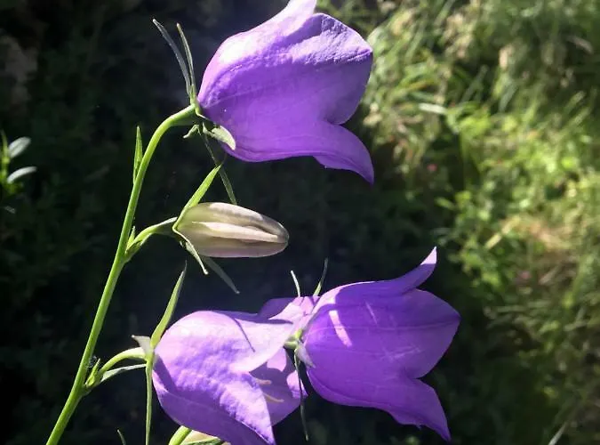 D'hotes Sandra 3* Annot