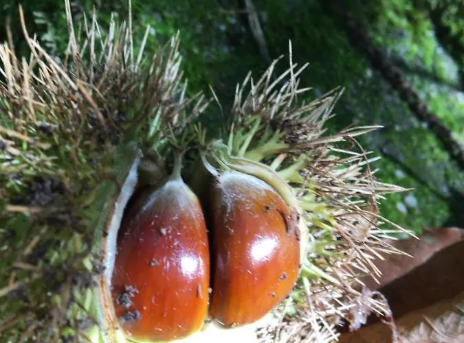 Couette-café D'hotes Sandra Annot