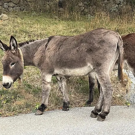 D'hotes Sandra Annot