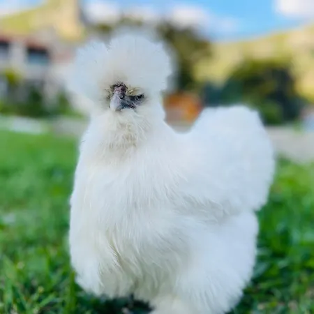 D'hotes Sandra 3* Annot