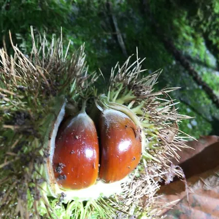 Couette-café D'hotes Sandra Annot