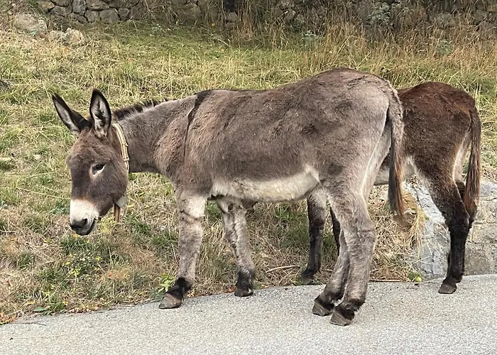 D'hotes Sandra Annot