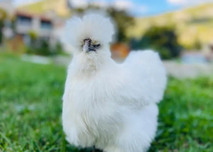 D'hotes Sandra 3* Annot